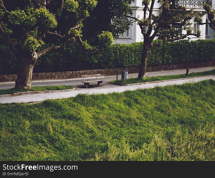 Tree, Grass, Plant, Landscape