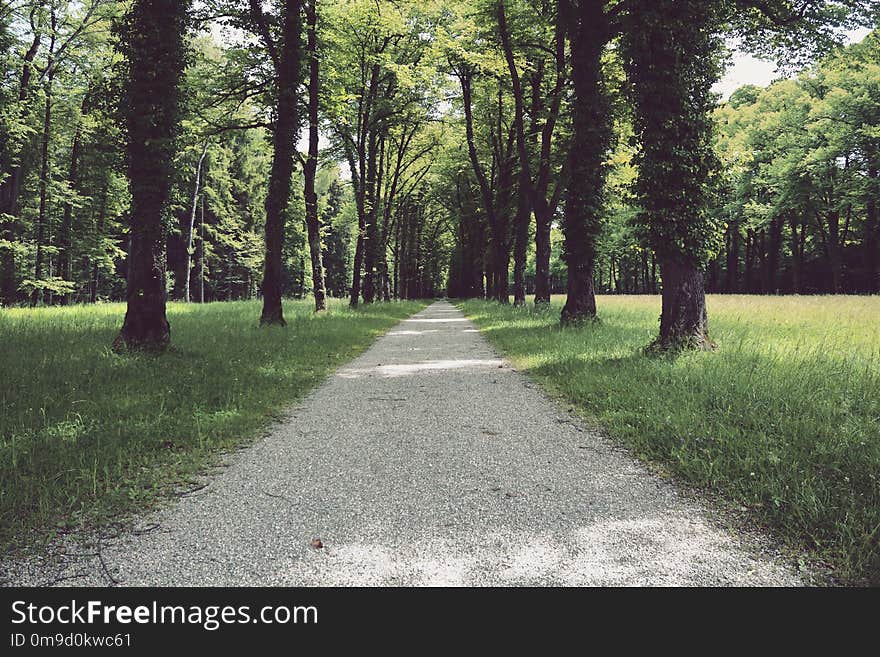 Path, Tree, Ecosystem, Nature Reserve