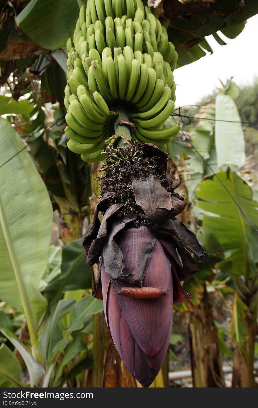 Plant, Flora, Leaf, Banana