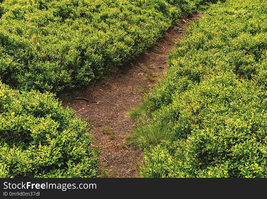 Vegetation, Ecosystem, Agriculture, Shrubland