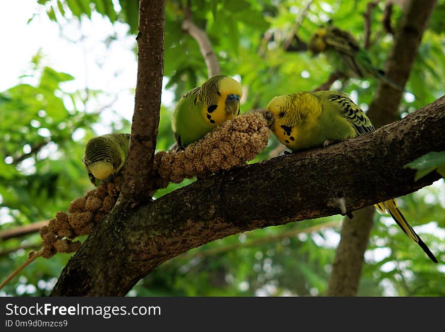 Bird, Fauna, Beak, Tree