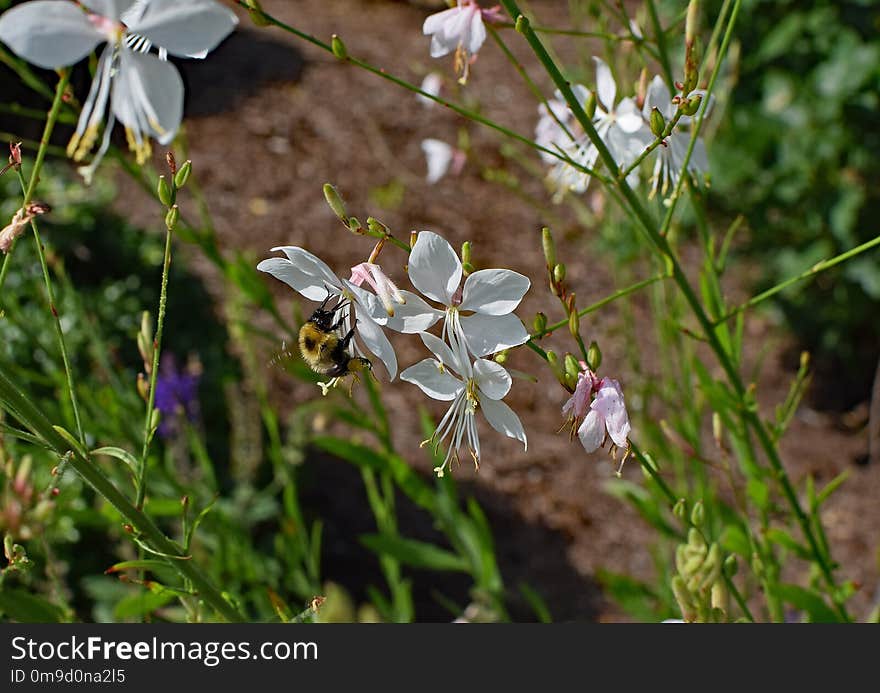 Flora, Flower, Plant, Pollinator