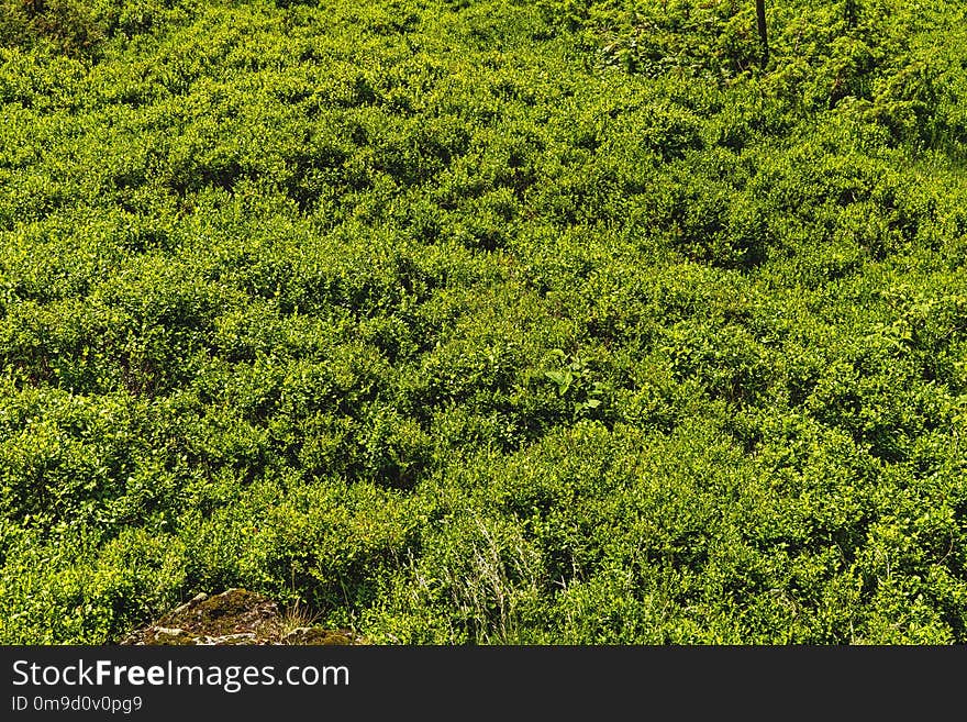 Vegetation, Ecosystem, Green, Shrubland