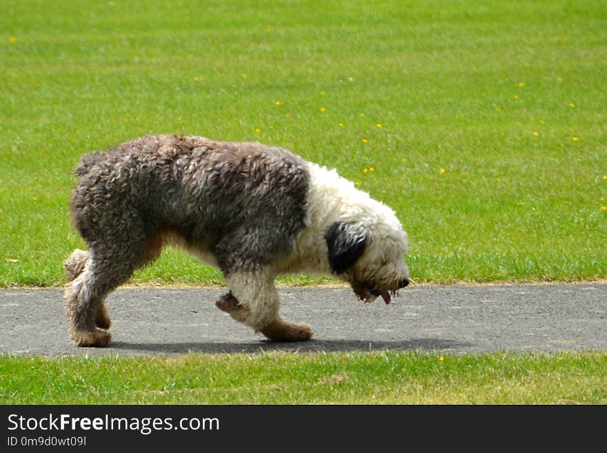 Dog Breed, Dog Like Mammal, Dog, Grass