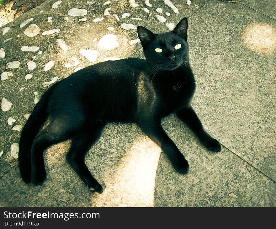 Cat, Black Cat, Black, Small To Medium Sized Cats