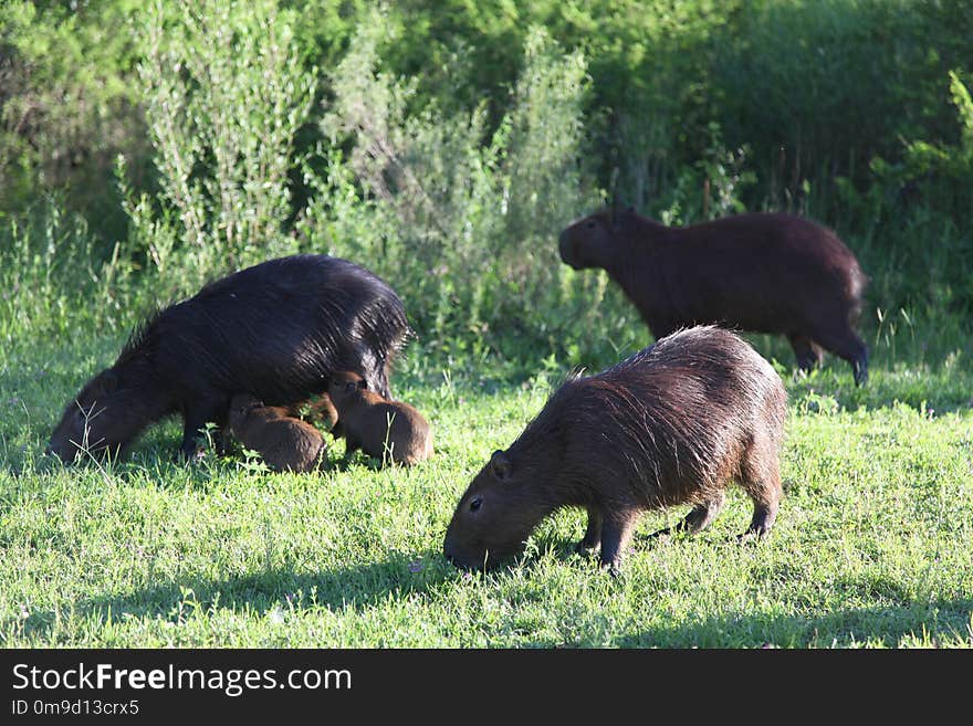 Fauna, Wildlife, Nature Reserve, Grass