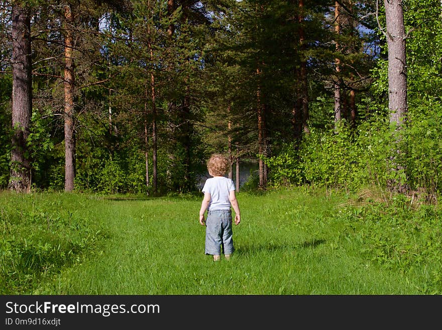 Nature, Ecosystem, Tree, Nature Reserve