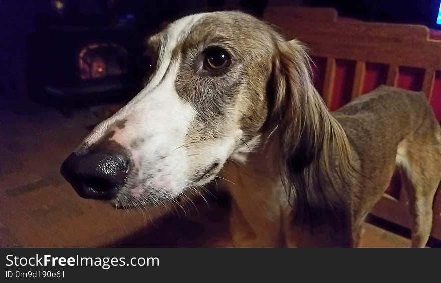 Dog Breed, Dog, Saluki, Snout