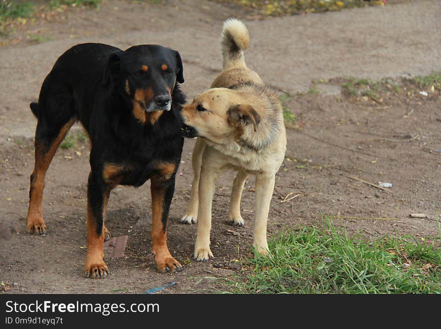 Dog, Dog Like Mammal, Dog Breed, Dog Breed Group