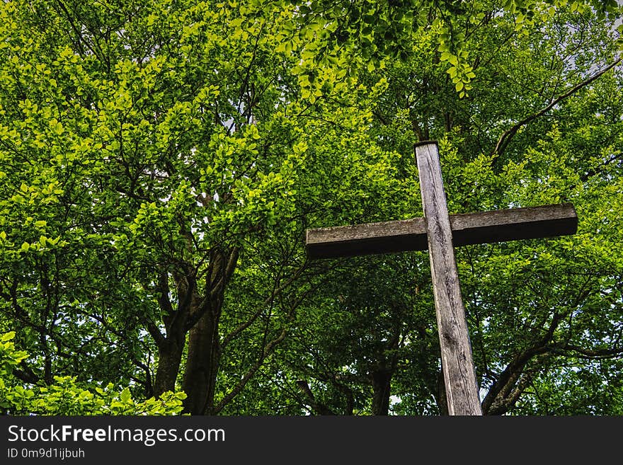 Tree, Nature, Leaf, Vegetation