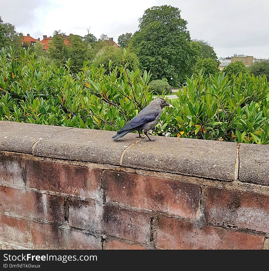 Bird, Fauna, Wall, Tree