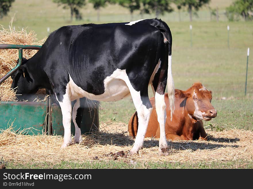 Cattle Like Mammal, Dairy Cow, Pasture, Dairy