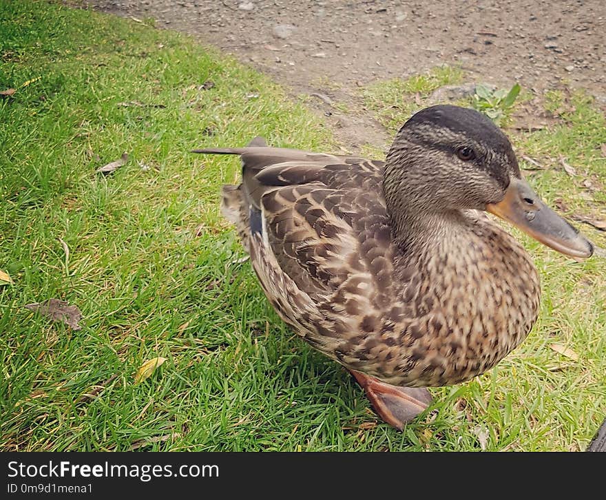 Duck, Bird, Mallard, Beak