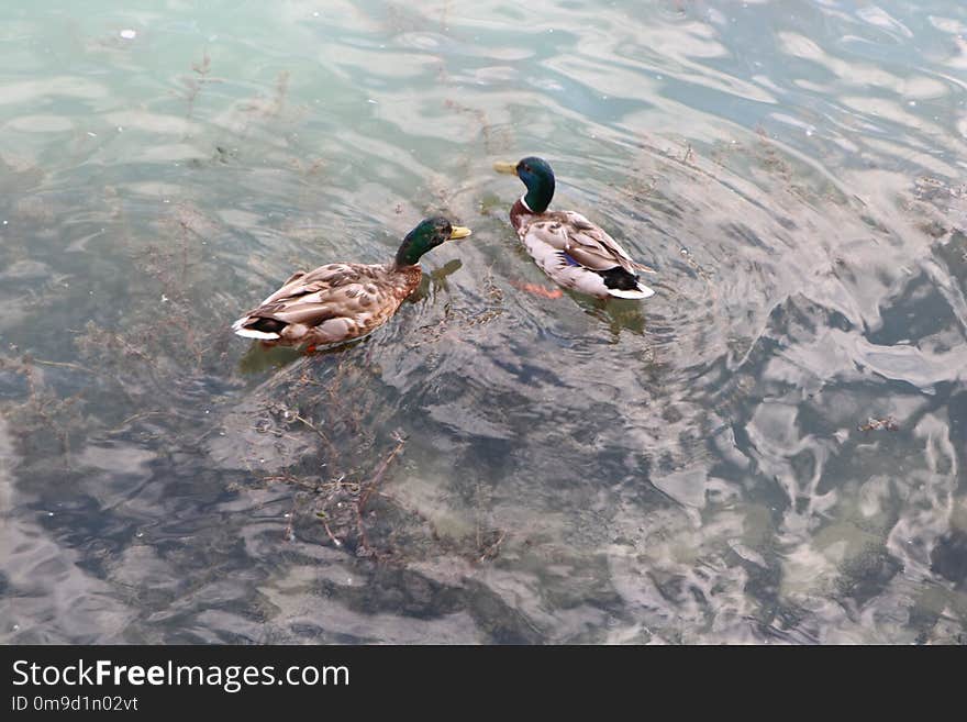 Duck, Bird, Water, Fauna