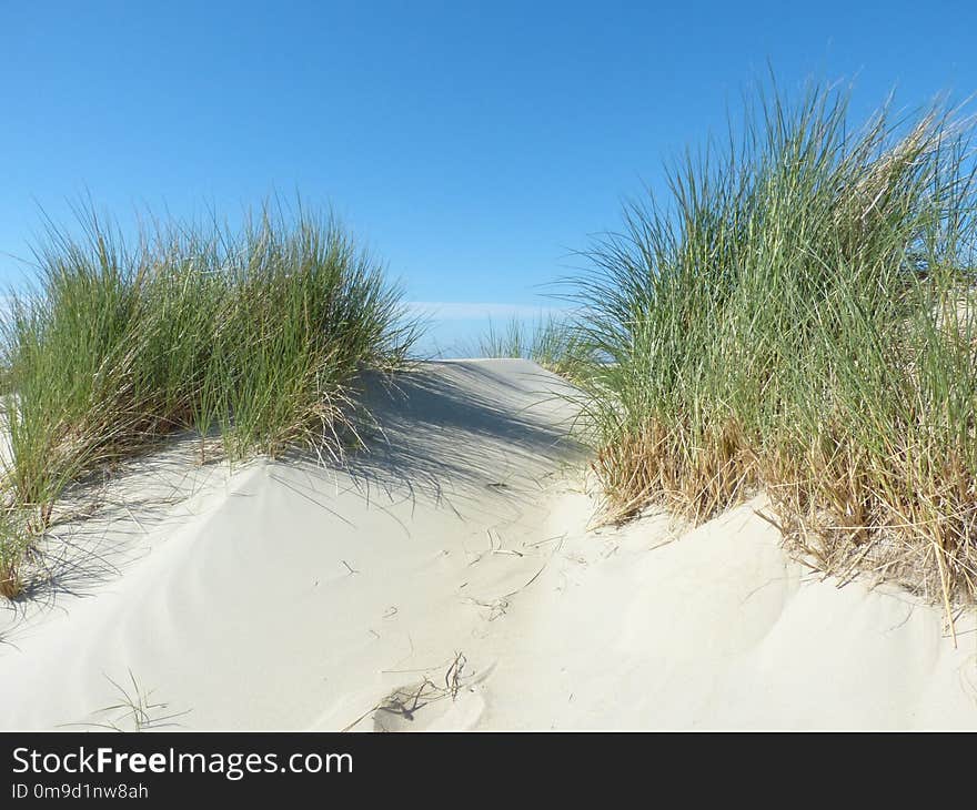 Ecosystem, Sand, Grass, Dune