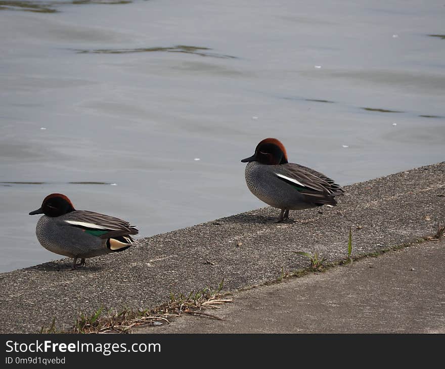 Bird, Duck, Water Bird, Fauna