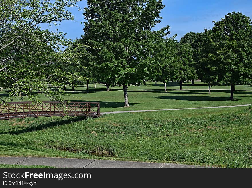 Nature, Tree, Pasture, Nature Reserve