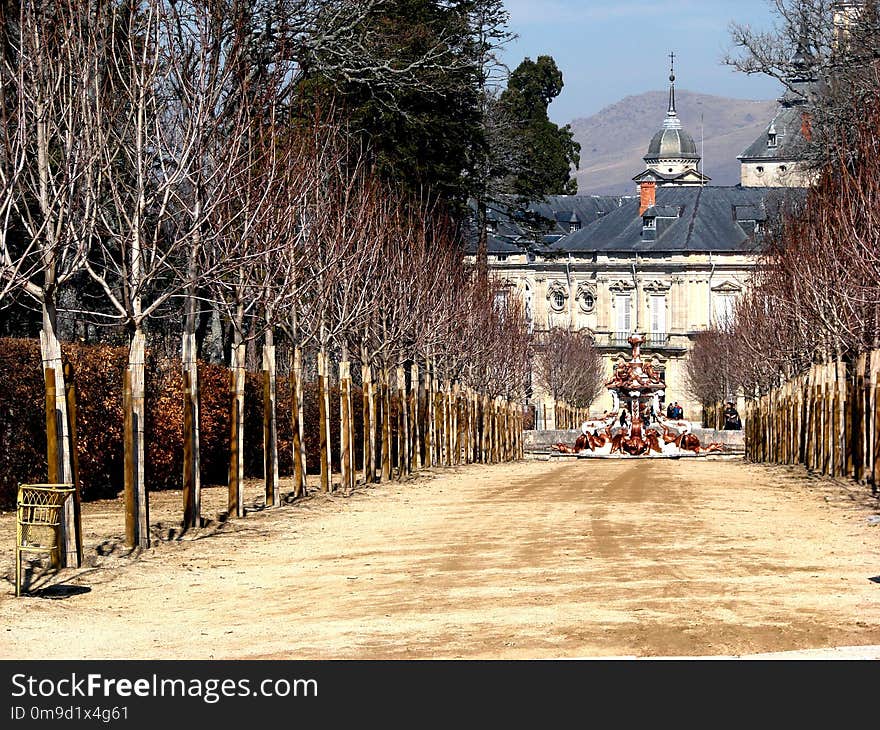 Winter, Tree, Town, Plant