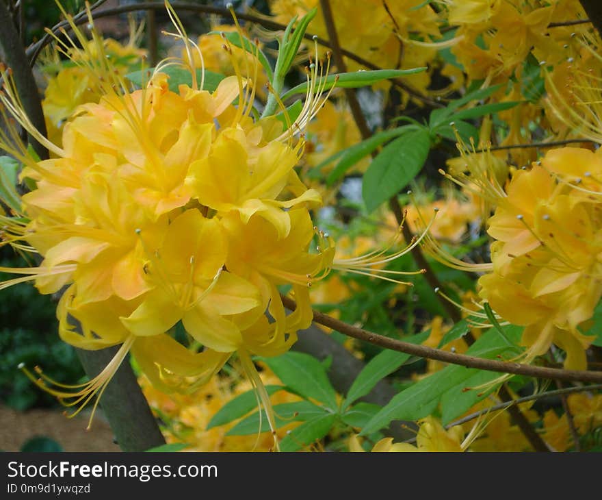 Flower, Plant, Yellow, Flowering Plant