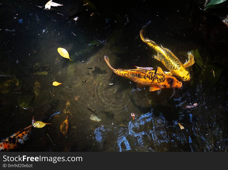 Water, Koi, Fish Pond, Marine Biology