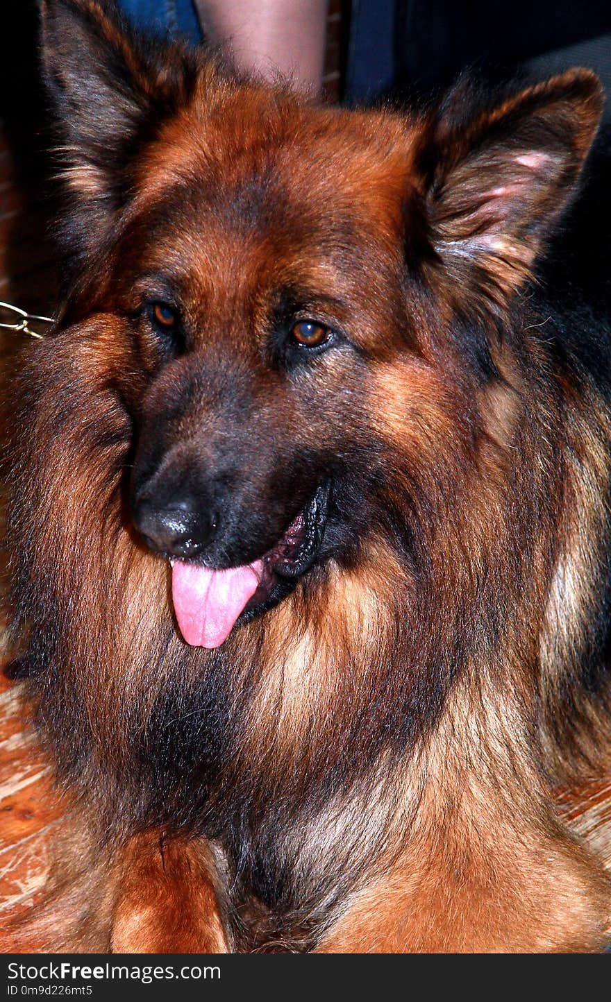 Dog, Old German Shepherd Dog, Dog Like Mammal, Dog Breed