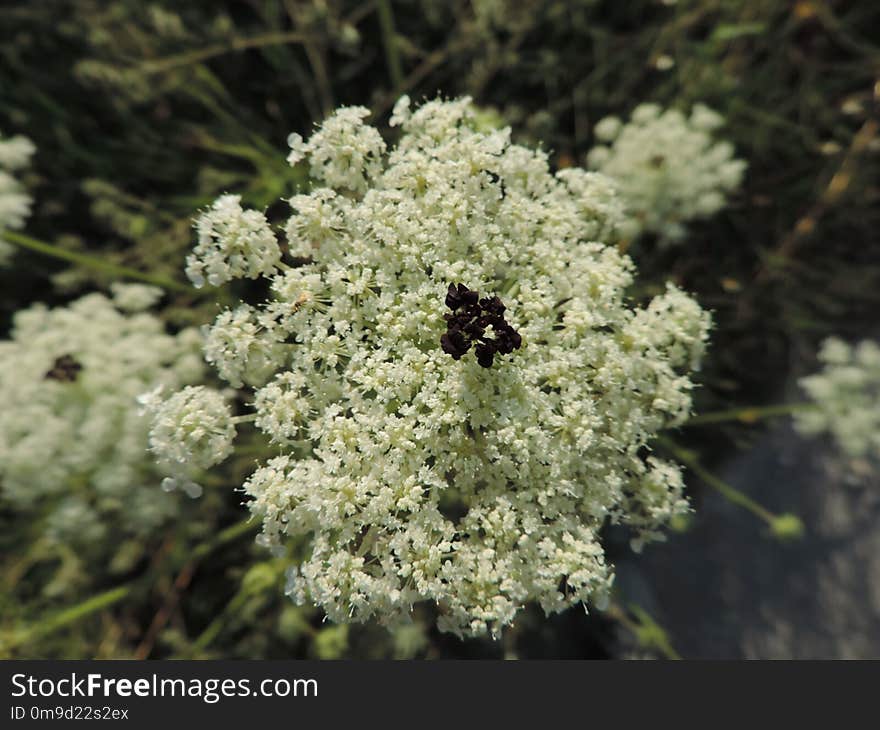 Plant, Flora, Apiales, Cow Parsley