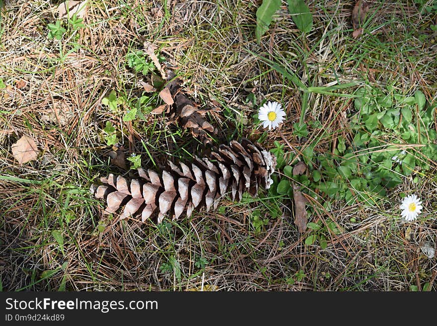 Flora, Plant, Grass, Grass Family