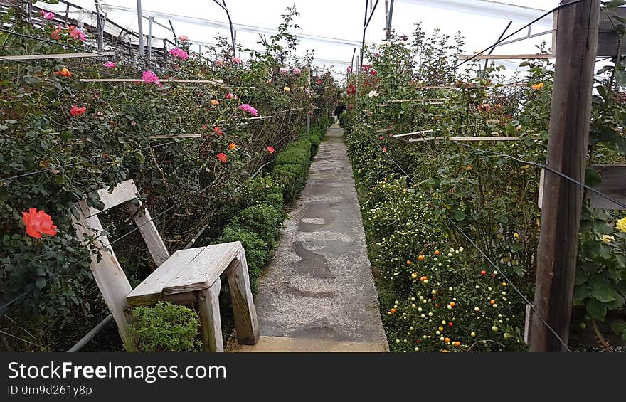 Plant, Flower, Flora, Walkway