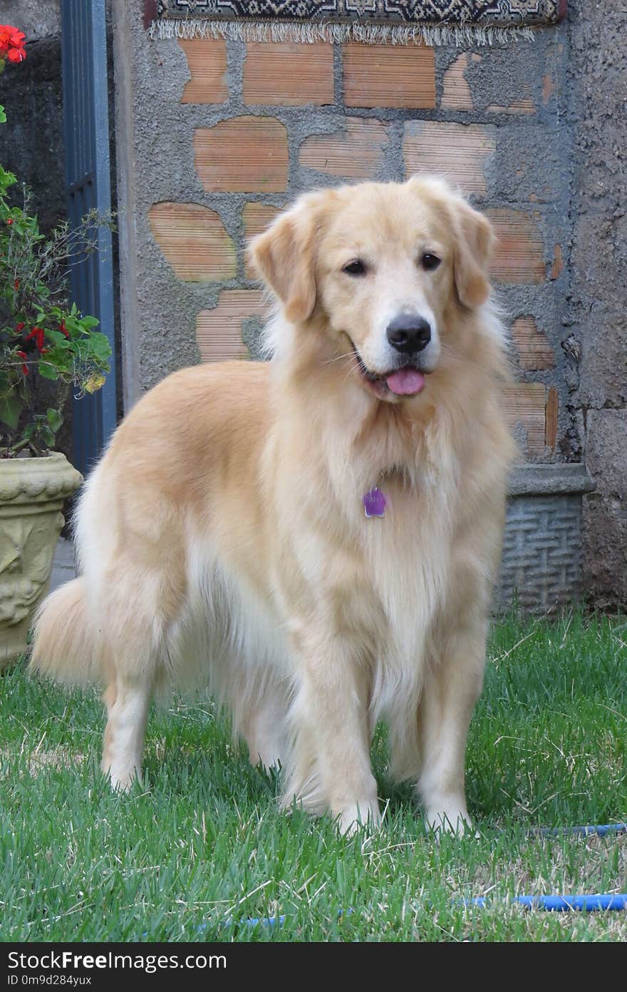 Dog, Golden Retriever, Dog Breed, Dog Like Mammal