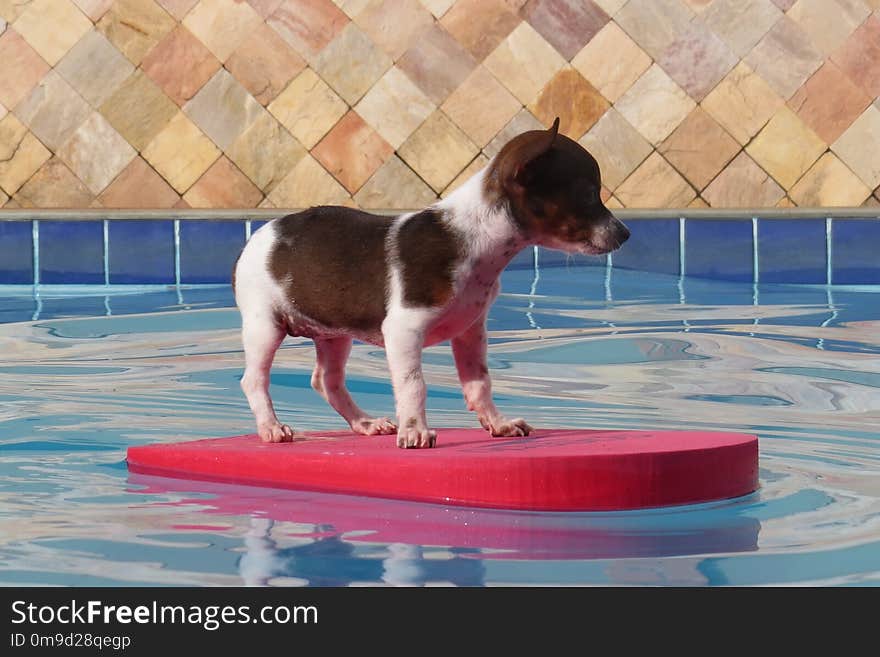 Dog, Dog Like Mammal, Dog Breed, Rat Terrier