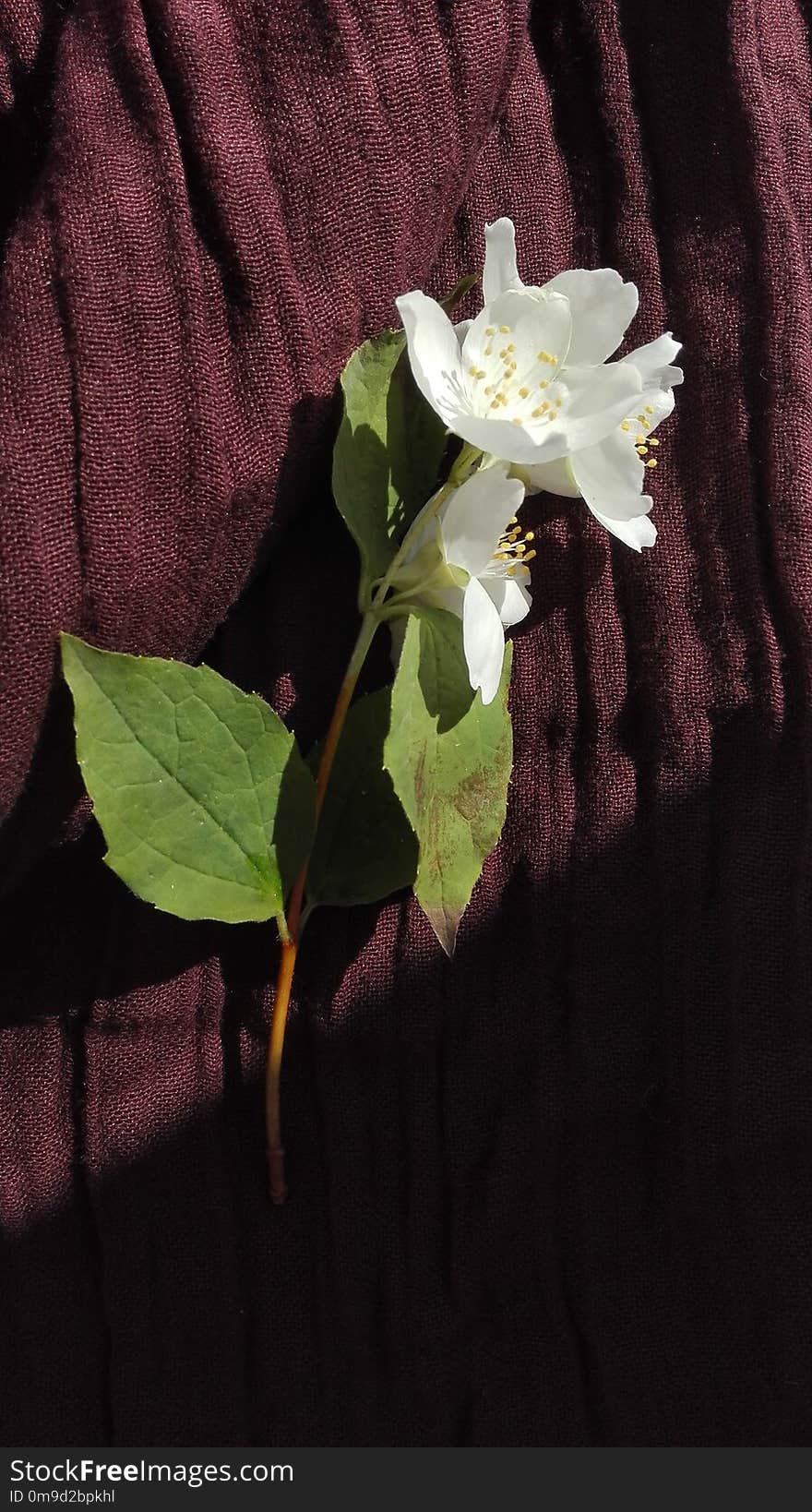 Flower, White, Plant, Flora