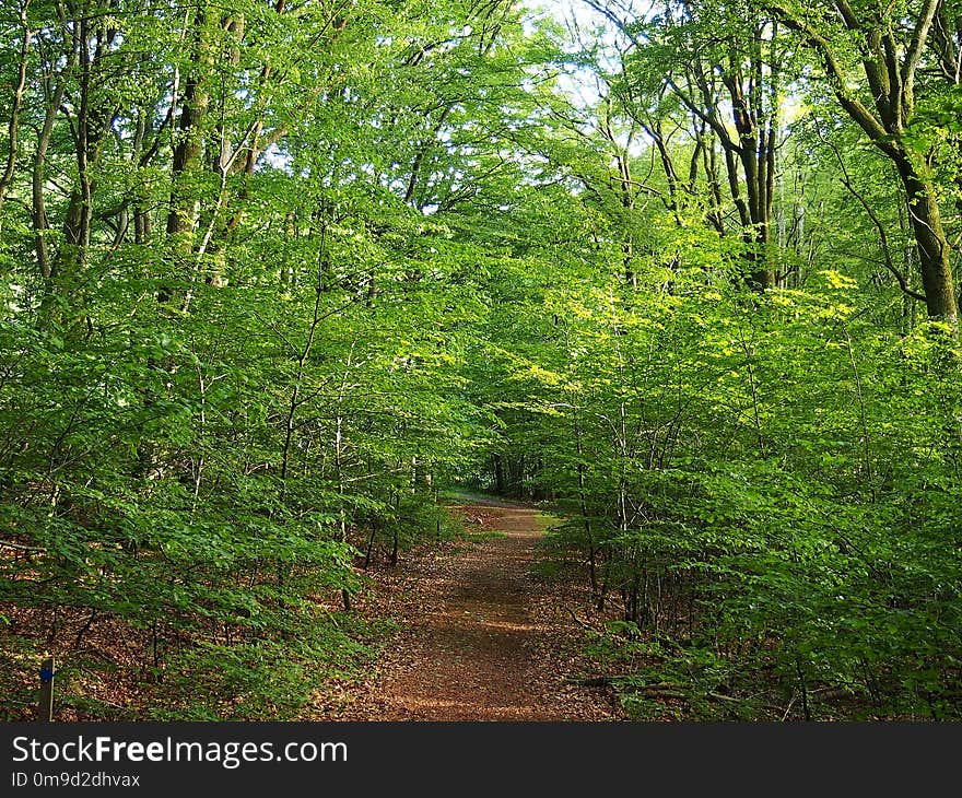 Vegetation, Woodland, Ecosystem, Nature Reserve