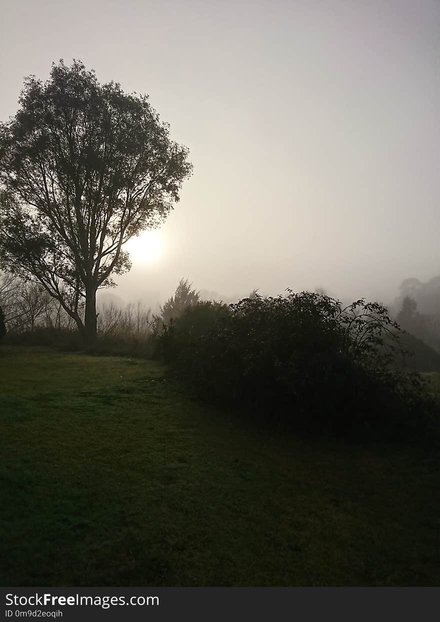 Tree, Sky, Mist, Woody Plant