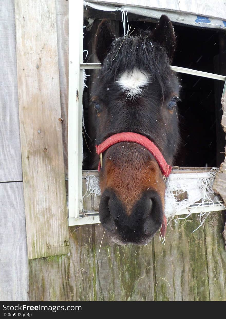 Horse, Bridle, Horse Tack, Halter