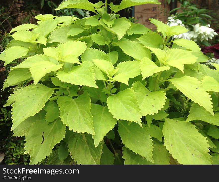 Plant, Leaf, Herb, Perilla