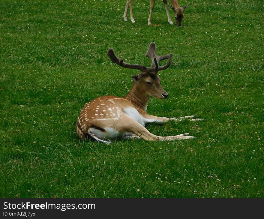 Wildlife, Deer, Fauna, Mammal