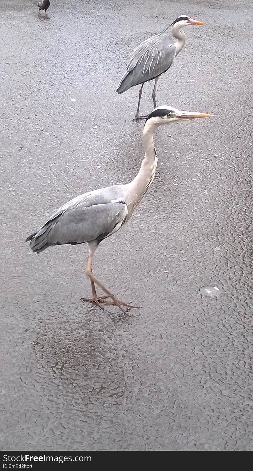 Bird, Fauna, Beak, Seabird