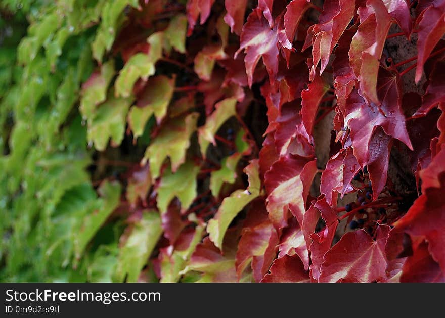 Leaf, Autumn, Plant, Deciduous