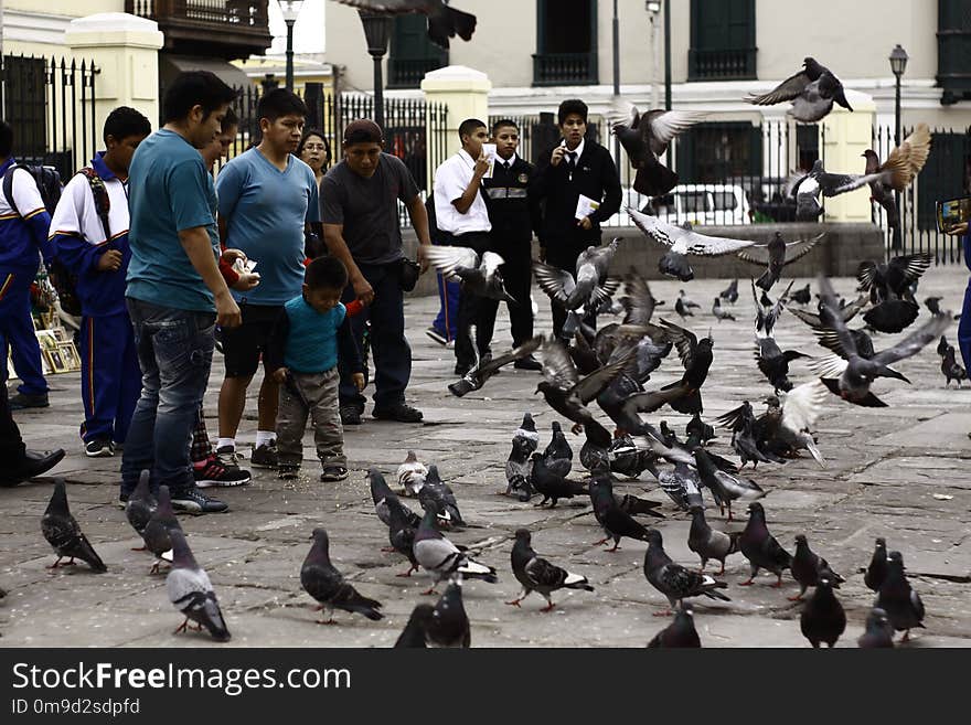 Street, Crowd, Pigeons And Doves, City