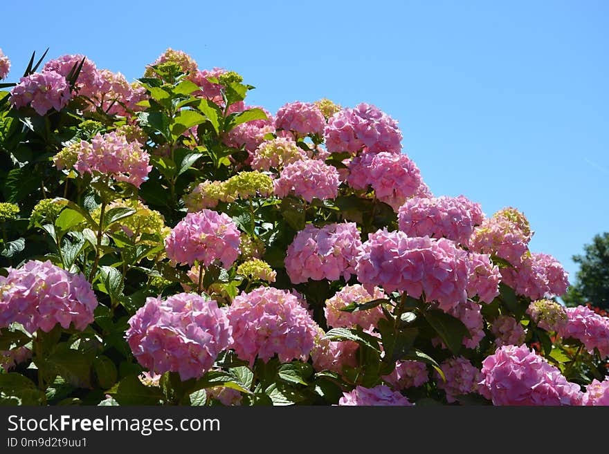 Flower, Plant, Pink, Flowering Plant