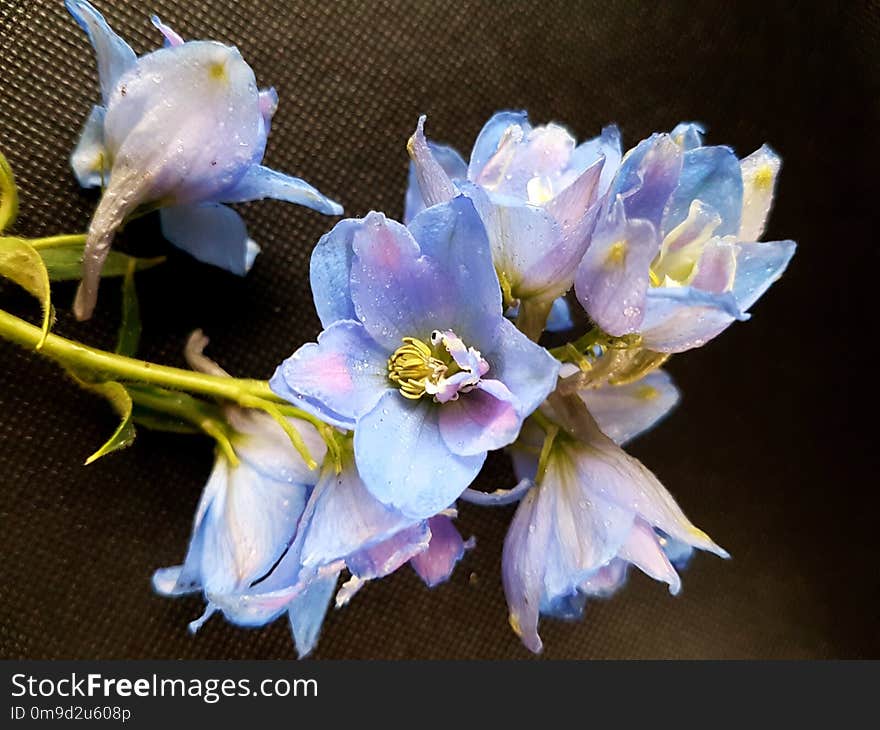 Flower, Blue, Flora, Flowering Plant