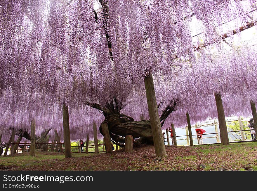 Tree, Plant, Woody Plant, Purple