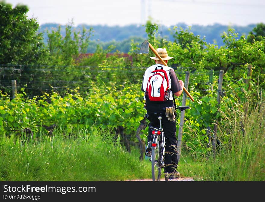 Cycle Sport, Tree, Path, Bicycle