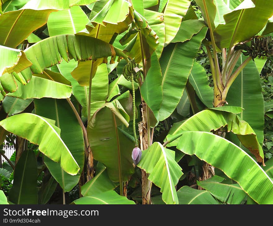 Plant, Leaf, Vegetation, Banana Leaf