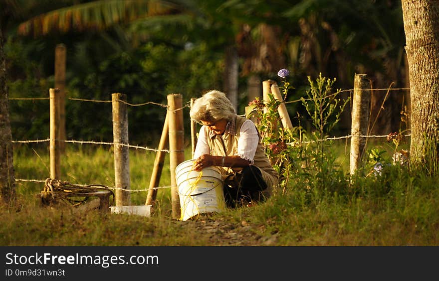 Grass, Plant, Tree, Grass Family