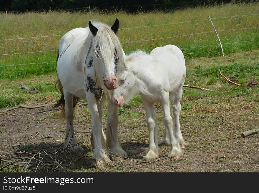 Horse, Mare, Horse Like Mammal, Pasture