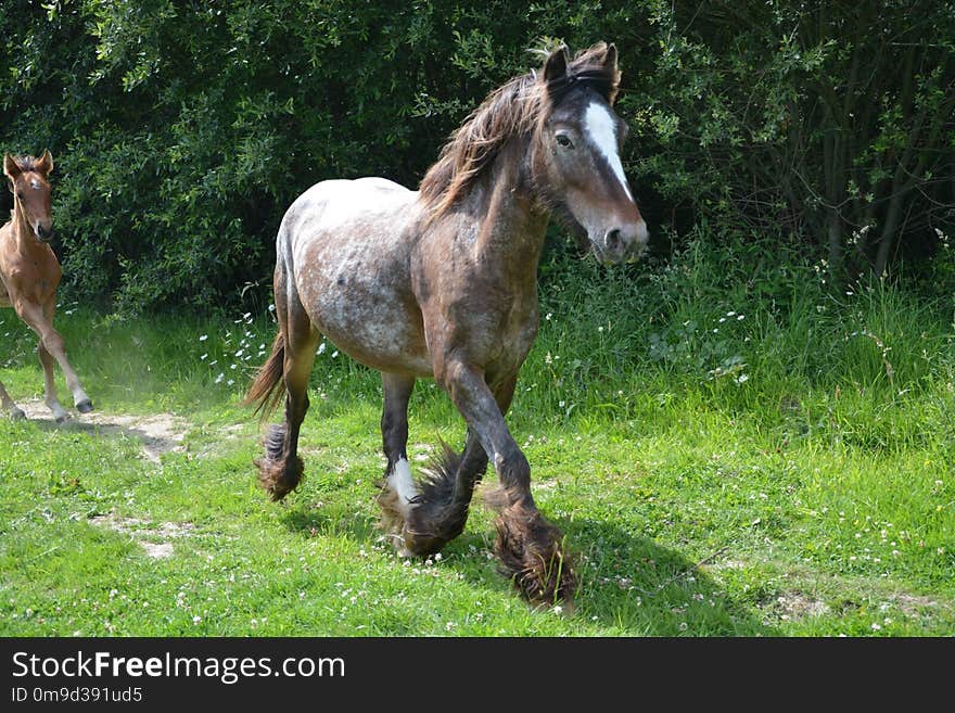 Horse, Horse Like Mammal, Fauna, Mare