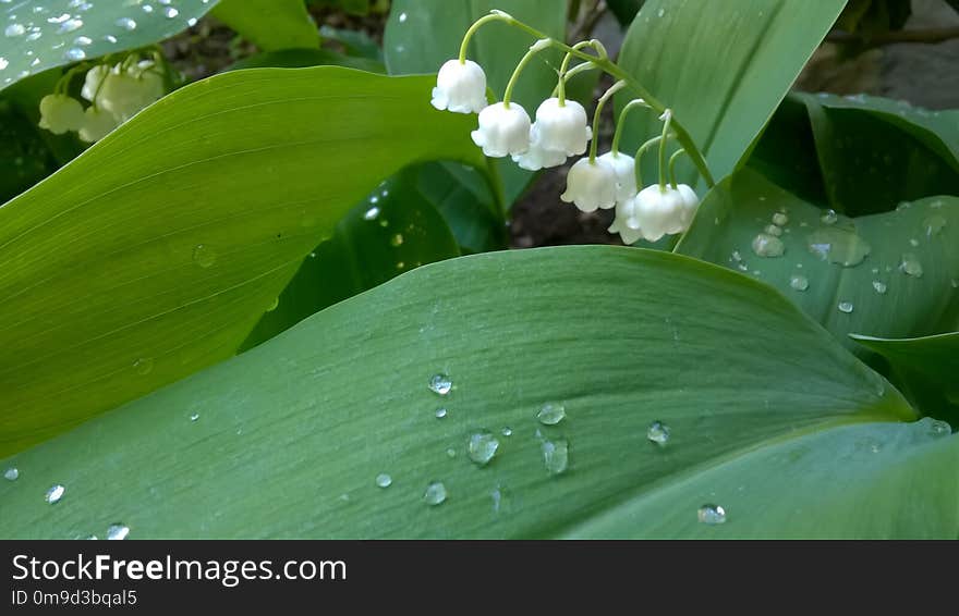 Water, Green, Leaf, Flora