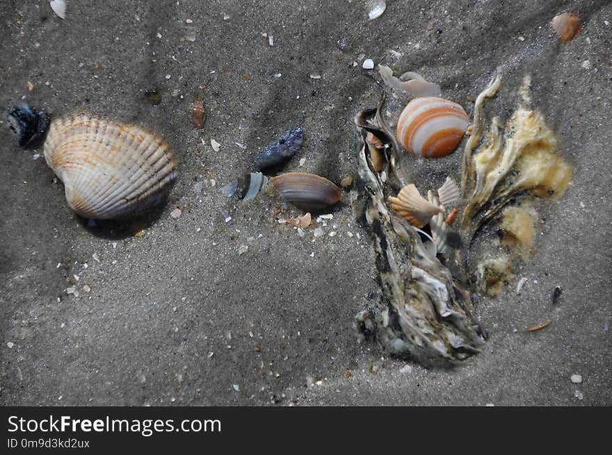 Cockle, Seashell, Clam, Clams Oysters Mussels And Scallops