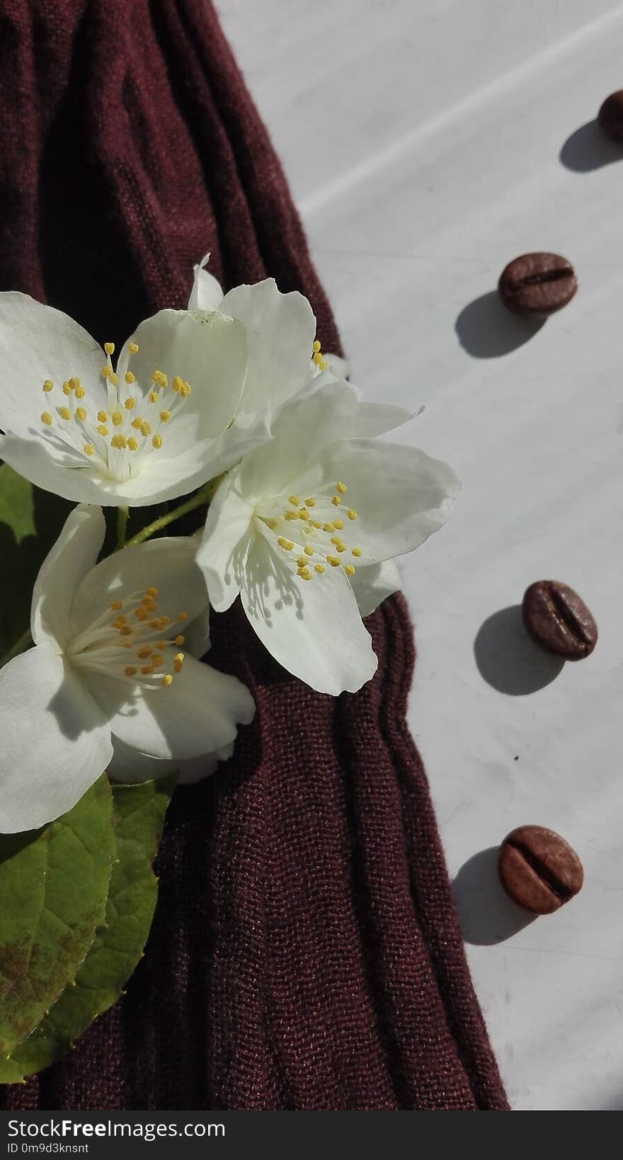 Flower, White, Flora, Plant